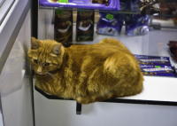 рыжий-безстыжий