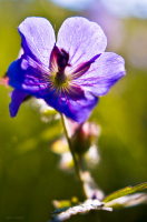 Герань луговая