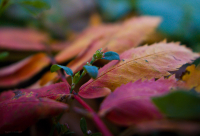 Краски осени