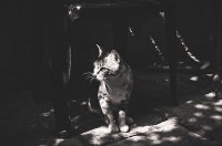 Очень чёрно белый кот