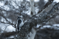 Малый пестрый дятел