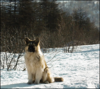 Утренняя прогулка