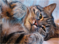 Хитрая кошка