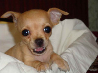 моя крошка чихуашка