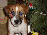 ГАВ! С НОВЫМ ГОДОМ! ГАВ!