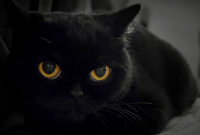 Участник Выставки