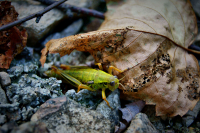 Попрыгайка