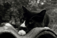 Кошачья Грусть