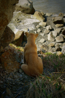 В ожидании отлива