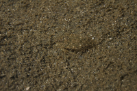 Найди Рыбешку