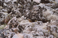 Тот, кто ворует печенье у путников