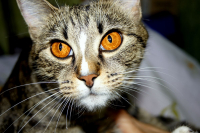 воображуля