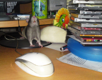 так...Чужой мышью пахнет))) Кто здесь третий?