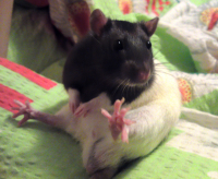 Не мешайте мне! У меня фотосЭт))) (МИНУС)