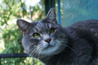 Кот балконный обыкновенный