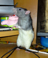 Подайте, Люди добрые!!! (или мой компУтерный помощник Плюс)