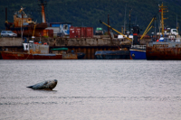 в нашу бухту заходили корабли
