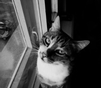 котик-обормотик