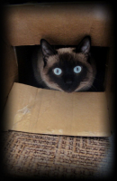 О.О котэ О.О