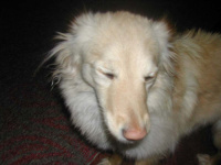 Моя любимая СоБаКа!