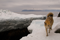по припаю...