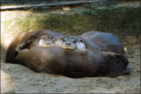 Три индейца под одним одеялом - не замёрзнут :)(Новосибирский зоопарк)