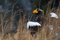 Белоплечий Орлан...