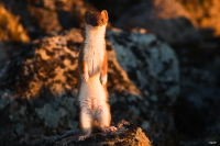 я - горностай!!!