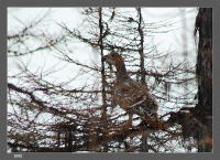 Глухари прилетели...