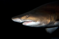 Йа акулго, жрать хочу