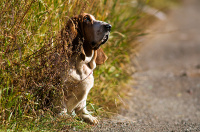 бассет-хаунд