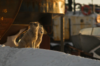 пой мне еще...