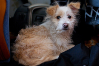 найдена собака