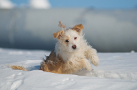 найдена собачка