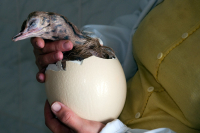 Страусёнок