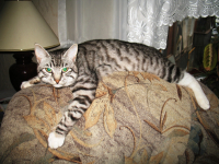 Ленивец БарсеГ - мой московский друХ