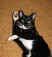 как нужно держать руку на уроке при ответе))