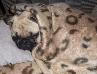 Наша Боничка