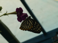 Еще одна бабочка:)