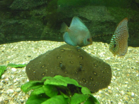 пресноводный скат