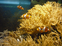 Рыбка клоун