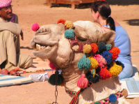 Смешной верблюд