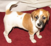 Кэри мордочка)