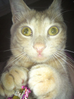 Чиво надо? 8))