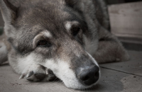 И солгать им не возможно...