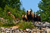 я тучка, тучка, тучка я вовсе не медведь...
