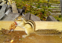 Какая чудная Шишка! Спасибо вам, люди добрые, не дали умереть с голода!