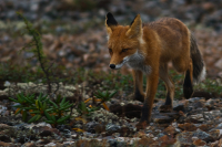 бродячий образ жизни...
