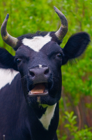 эээ... фотографо ....