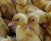 жили у бабуси..